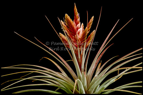 Tillandsia fasciculata 'Percal'