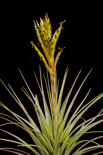Tillandsia fasciculata (yellow form, Yucatan)
