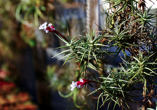 Tillandsia cocoensis