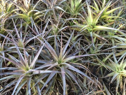 Tillandsia aeranthos 'Miniata'