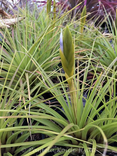 Tillandsia melanocrater (alba)