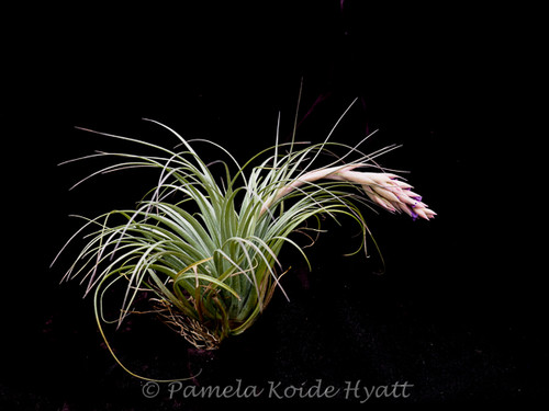 Tillandsia Feather Duster