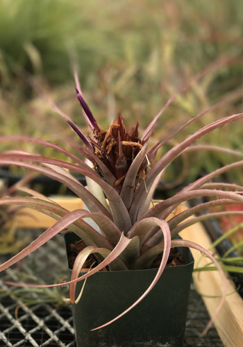Tillandsia concolor x capitata 'Rubra', (red form)