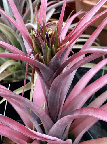 Tillandsia concolor x capitata 'Rubra', (red form)