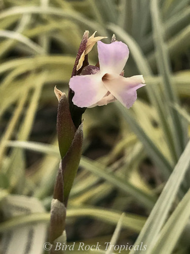 Tillandsia duratii v. saxatilis X recurvifolia (meridionalis)