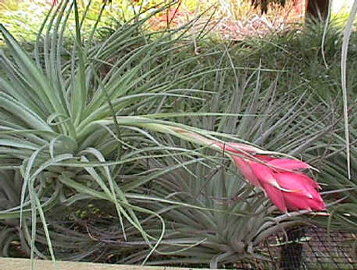 Tillandsia Houston 'Cotton Candy'