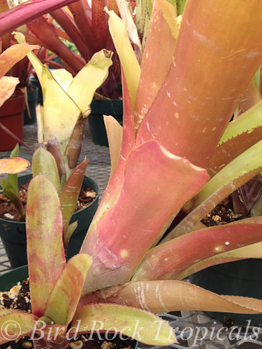 Aechmea fasciata (red form)
