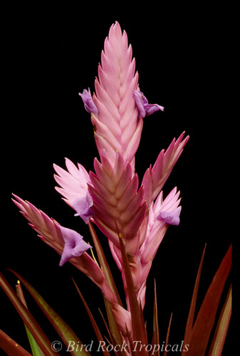 Tillandsia Creation