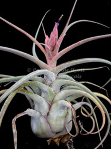 Tillandsia ehlersiana
