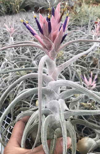Tillandsia ehlersiana
