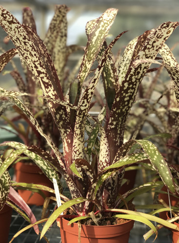 Billbergia Casa Blanca