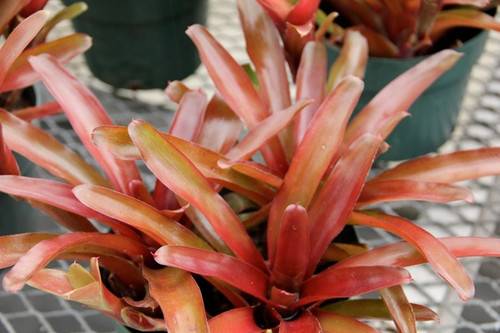 Neoregelia Fireball