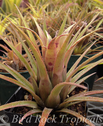 Aechmea recurvata 'Kiwi'