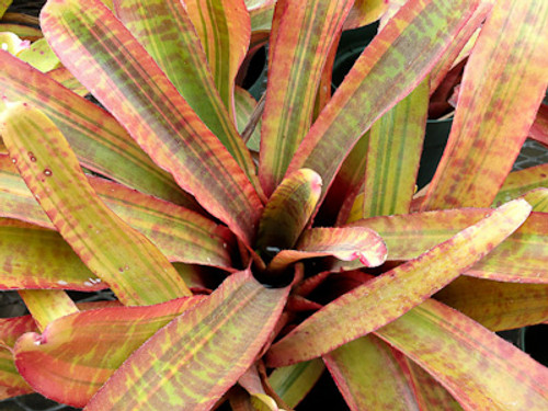 Neoregelia ampullacea (variegated)