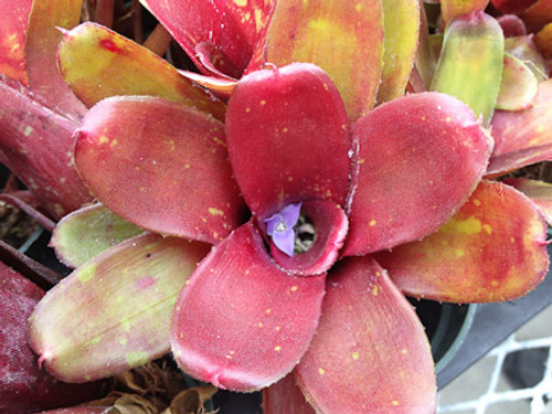 Neoregelia lilliputiana x Break of Day