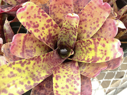 Neoregelia Oppenheimer x paucifolia