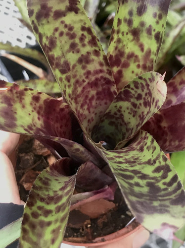 Neoregelia Oppenheimer x paucifolia