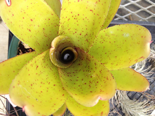 Neoregelia Candelabra