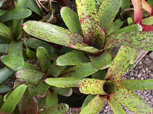 Neoregelia Guinea x Pepper