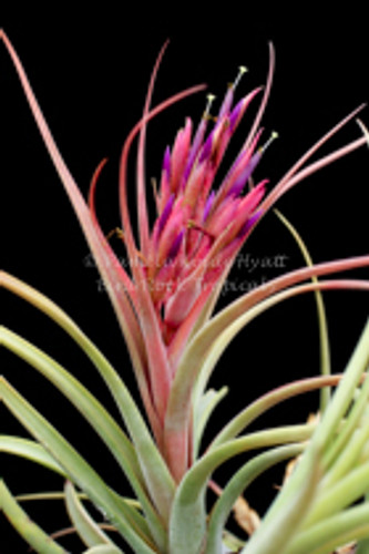 Tillandsia concolor X paucifolia
