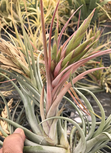 Tillandsia concolor X paucifolia