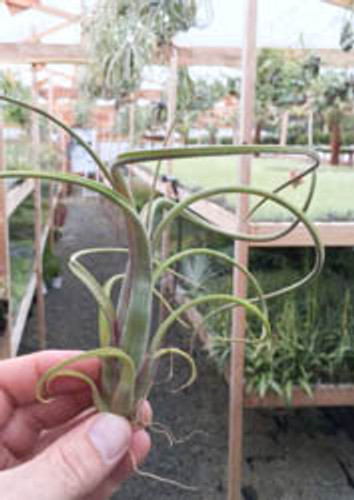 Tillandsia intermedia