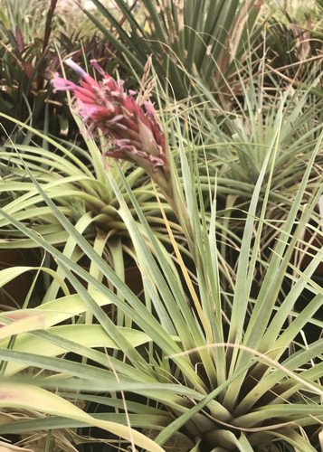 Tillandsia myriantha