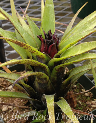 Aechmea recurvata v. benrathii