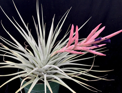 Tillandsia/ Vriesea species