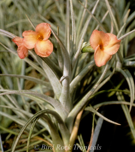 Tillandsia Mystic Trumpet Peach