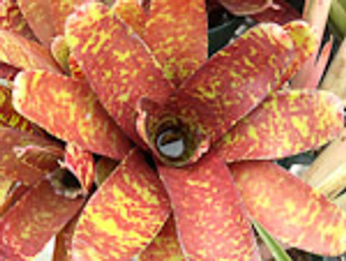 Neoregelia Betty Head