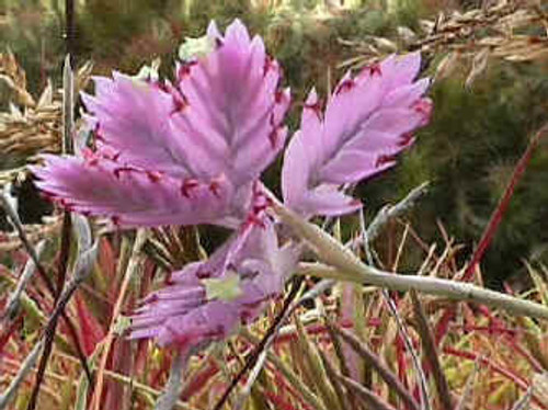 Tillandsia cacticola