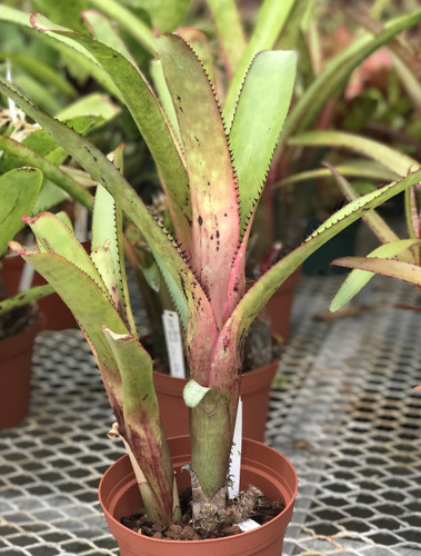 Aechmea nudicaulis v. cuspidata