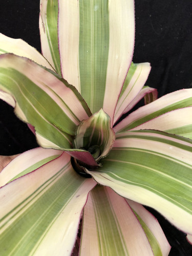 Aechmea miniata v. discolor ( forma variegata)
