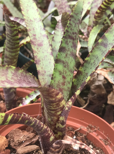 Neoregelia ampulacea 'Dark Star'