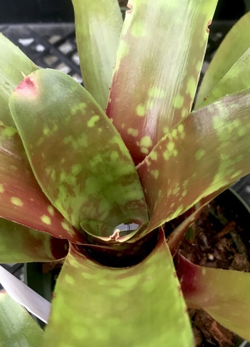 Neoregelia Foster's hybrid X Fireball