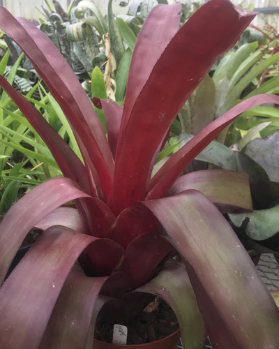 Billbergia amoena v. amoena (Red)