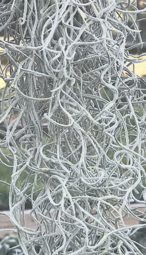 Tillandsia usneoides, Curly Form