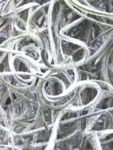 Tillandsia usneoides, Curly Form