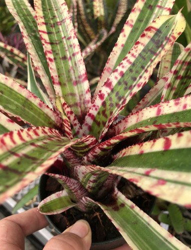 Neoregelia 'Cantankerous'