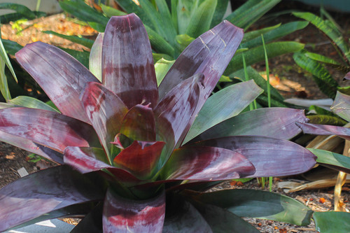 x Vriecantarea 'Juletta'