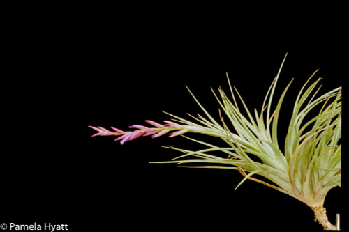 Tillandsia pucaraensis