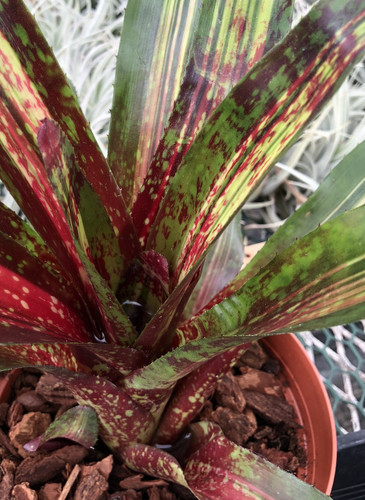 Neoregelia Predatriss