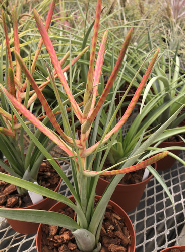 Tillandsia Pocky
