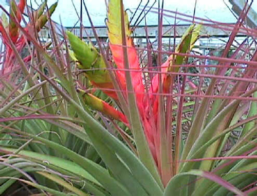 Tillandsia fasciculata 'Chacalapa'