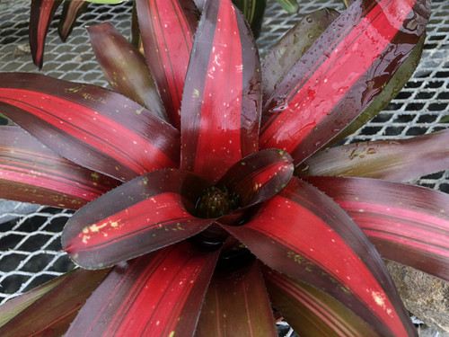 Neoregelia Pemiento