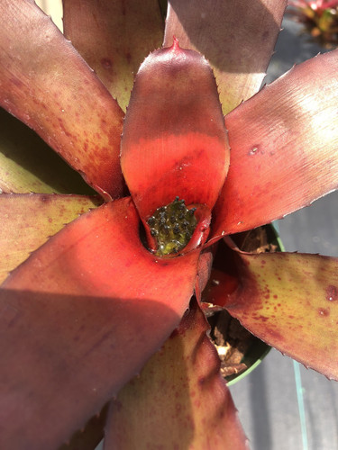 Neoregelia camorimiana