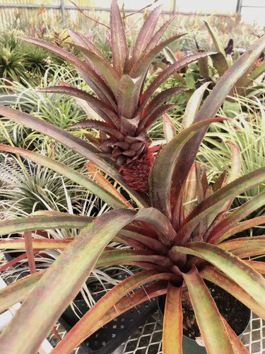 Ananas ?