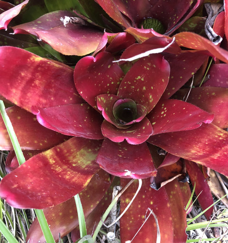 Neoregelia Michelle