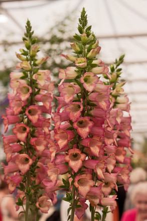 Tillandsia ‘Samantha’ Makes 'Flower of the Year' Shortlist at Chelsea